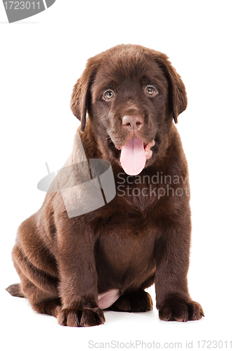 Image of Chocolate Retriever puppy on isolated white