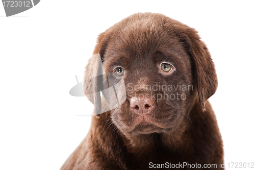 Image of Close-up portrait of Chocolate Retriever puppy