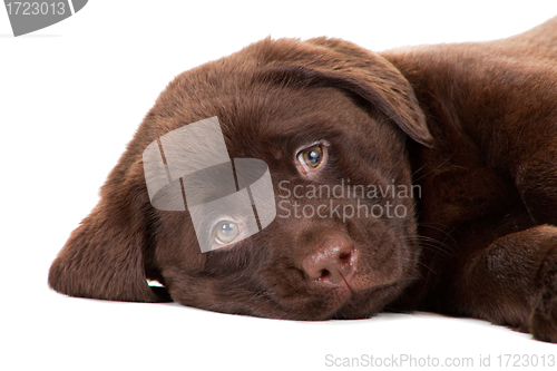 Image of Close-up portrait of Chocolate Retriever puppy on isolated white
