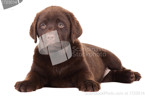 Image of Chocolate Retriever puppy on isolated white