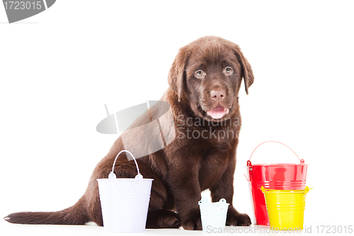 Image of Retriever puppy with three buckets on isolated white