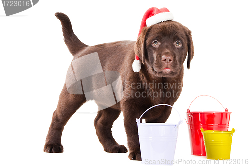 Image of Retriever puppy with three buckets on isolated white