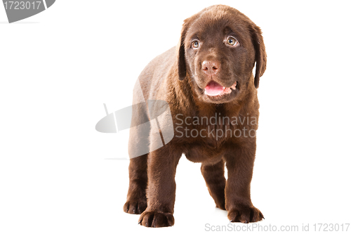 Image of Chocolate Retriever puppy on isolated white