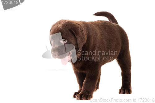 Image of Chocolate Retriever puppy on isolated white