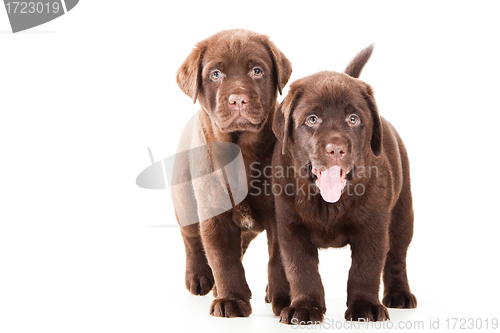 Image of Two Chocolate Retriever puppies on isolated white