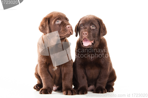 Image of Two Chocolate Retriever puppies on isolated white