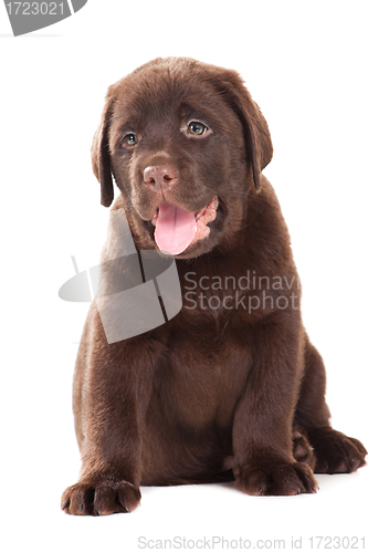 Image of Chocolate Retriever puppy on isolated white