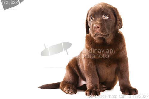 Image of Chocolate Retriever puppy on isolated white