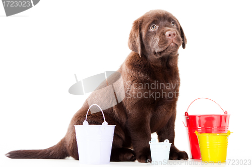 Image of Retriever puppy with three buckets on isolated white