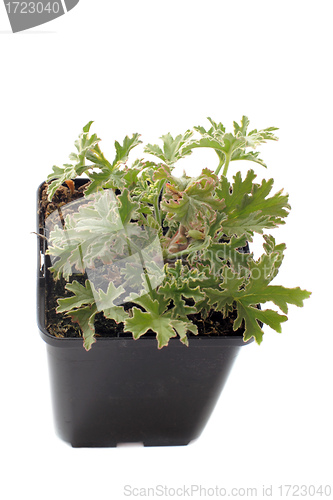 Image of Pelargonium citronnellum