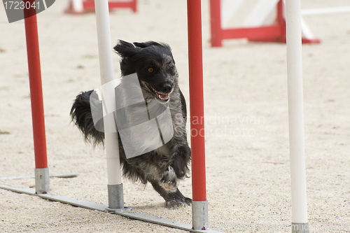 Image of Pyrenean sheepdog in agility