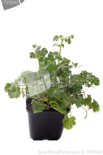 Image of Pelargonium capitatum 