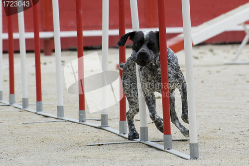 Image of german shorthaired pointer in agility