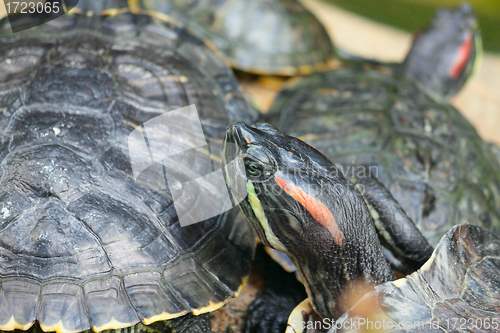 Image of Group of red-eared slider turtles sitting on a stone in the zoo 