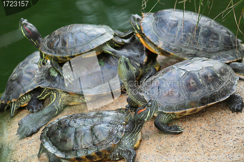 Image of Group of red-eared slider turtles sitting on a stone in the zoo 