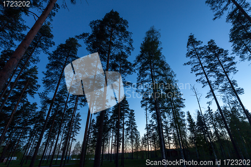 Image of Sky in Pine Forest