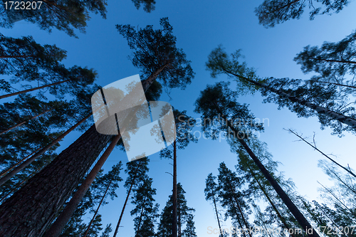 Image of Sky in Pine Forest