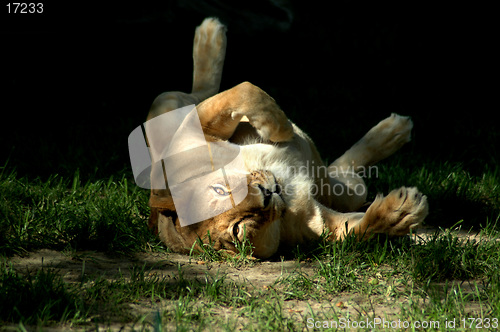 Image of friendly lioness on back