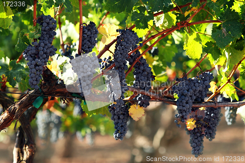 Image of Grapes on a vine