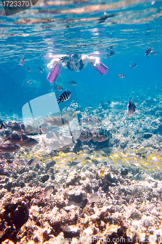 Image of Woman snorkeling