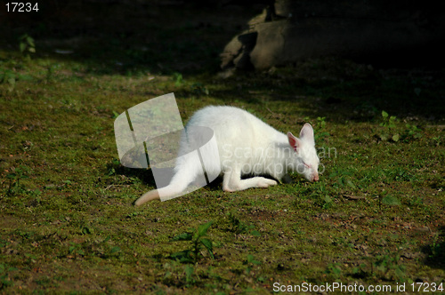 Image of white kangaroo baby