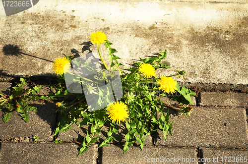 Image of Bloom dandelion sow thistle flower sidewalk tile 
