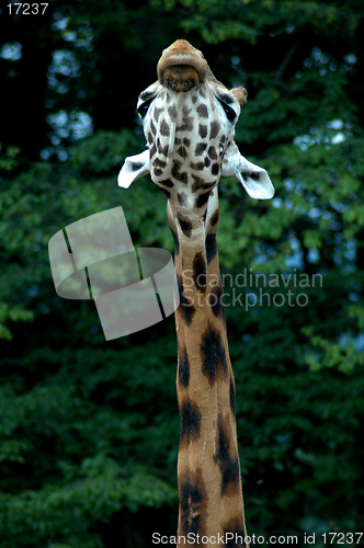 Image of giraffe