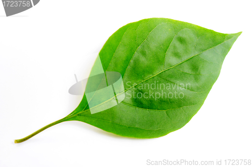 Image of Green leaf of bougainvillea spectabilis wind