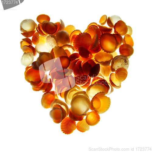 Image of Seashells Heart