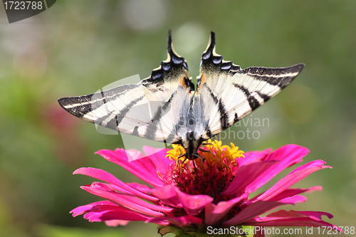 Image of butterfly on flower