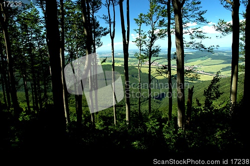 Image of forest outlook