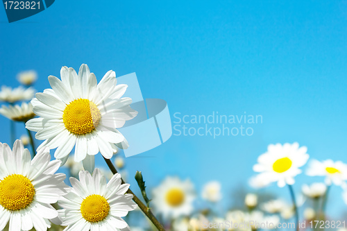 Image of white marguerite flowers