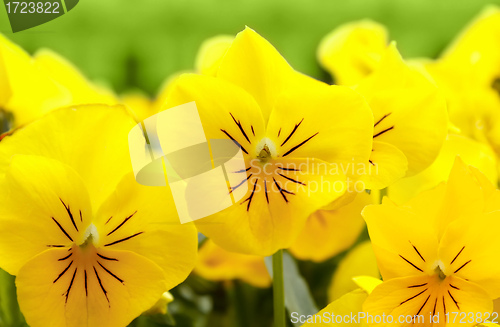 Image of yellow pansy flowers