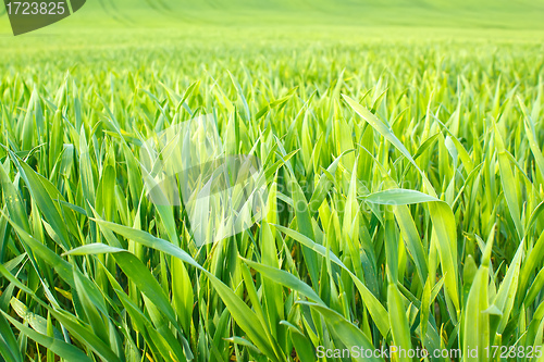 Image of Organic green spring