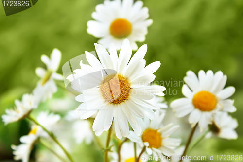 Image of white marguerite flowers