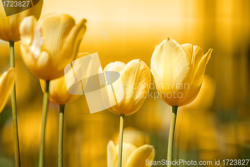 Image of spring yellow tulips