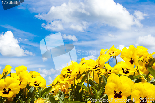 Image of yellow pansy flowers against blue sky