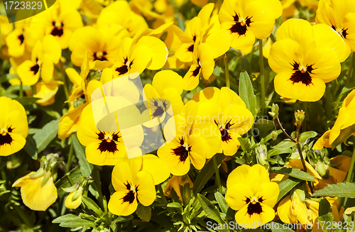 Image of yellow pansy flowers