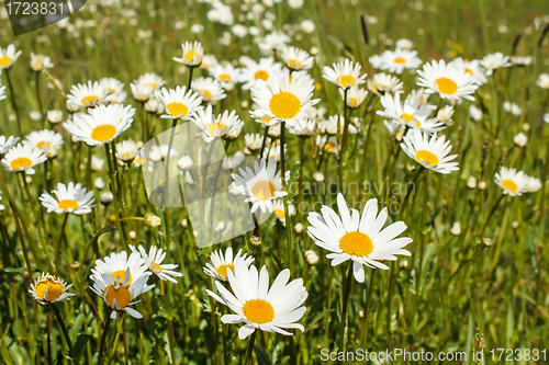 Image of white marguerite flowers