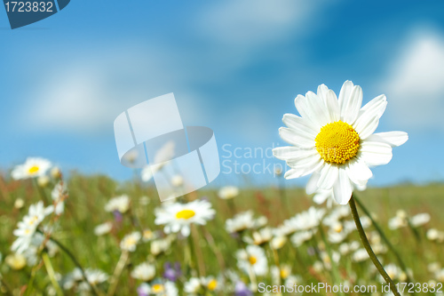 Image of white marguerite flowers