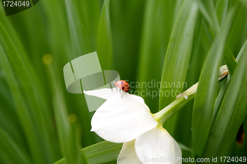 Image of Ladybug on beautiful narcissus flower