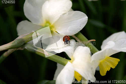 Image of Ladybug into narcissus flowers