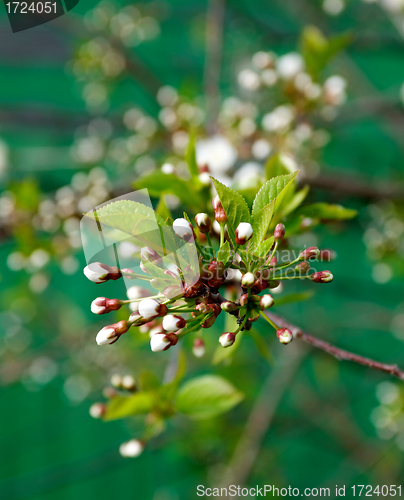 Image of Flower-bud of cherry tree