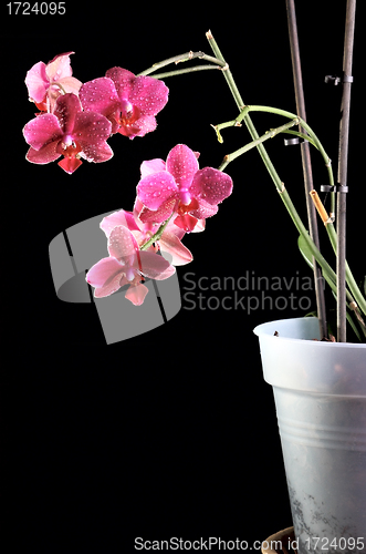 Image of Orchid in a flowerpot