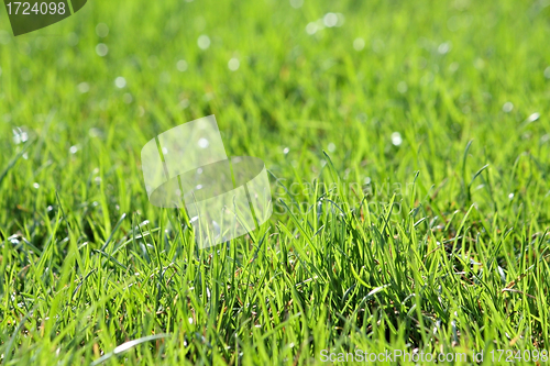 Image of Green vibrant grass
