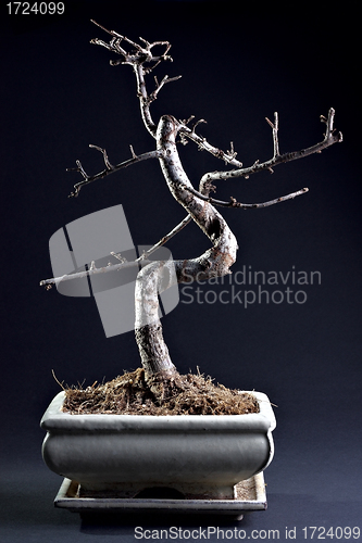 Image of Little bonsai without leaves