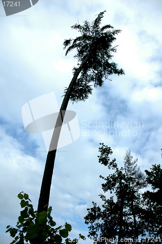 Image of spruce palm tree