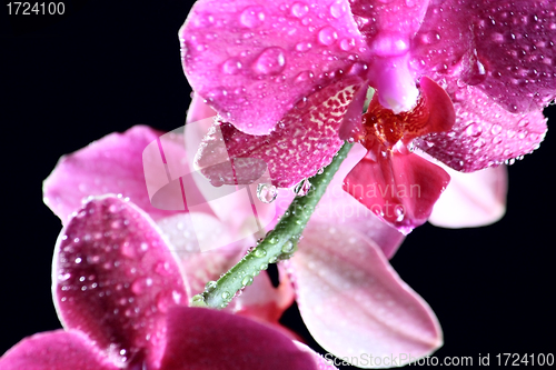 Image of Pink orchid at the dark
