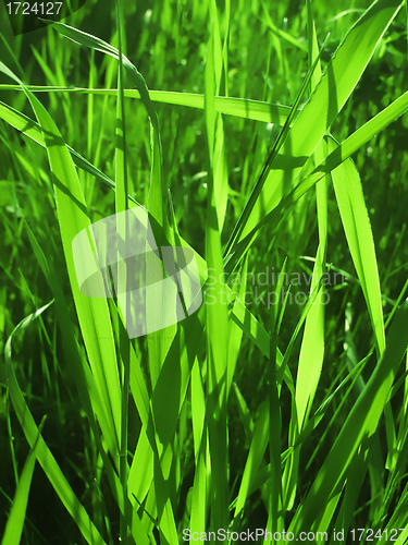 Image of green grass    