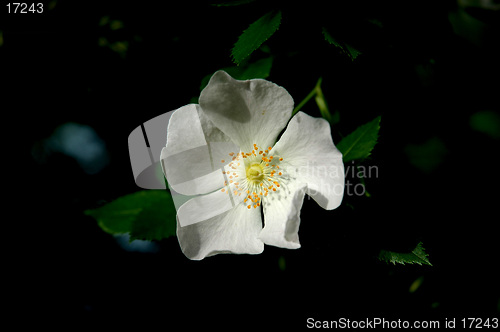 Image of white flower